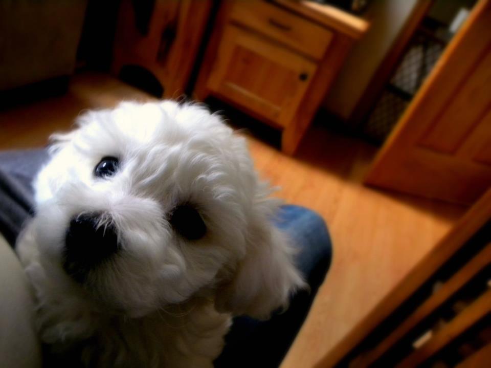 Bichon Frise Puppy in Michigan