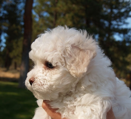 Bichon Frise Breeder Oregon