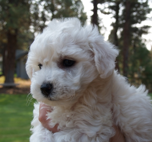 Bichon Frise Puppies for Sale