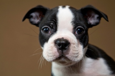 Affordable Dog Websites