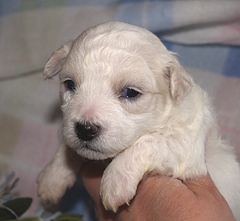 2012 Spring Puppies Click Here