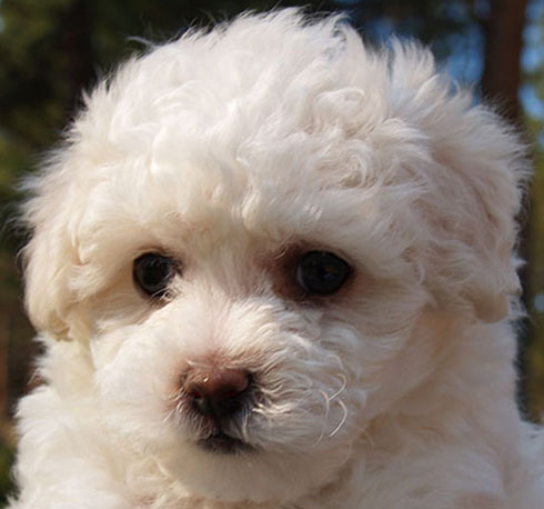 Bichon Frise puppy in Bend Oregon