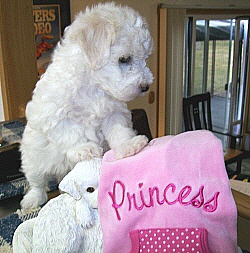 Bichon Frise Puppies in Oregon