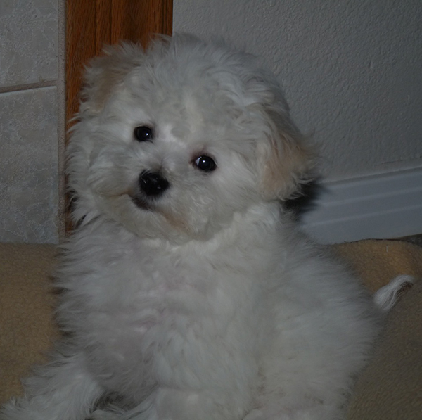 Bichon Frise Puppy Las Vegas