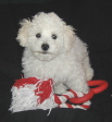 oregon bichon frise puppy