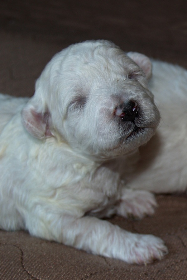 Bichon Frise Puppy in Oregon