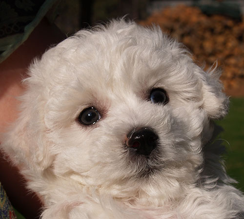 Bichon puppy in Washnigton State