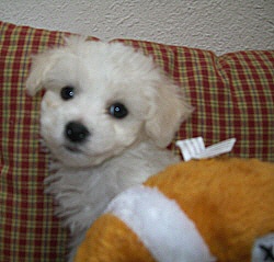 Bichon Frise Puppies