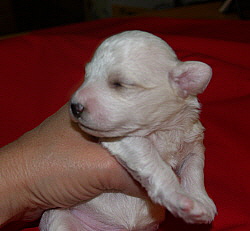 Bichon Frise puppies