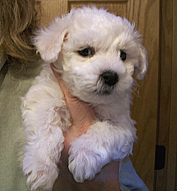 Bichon Frise Puppies