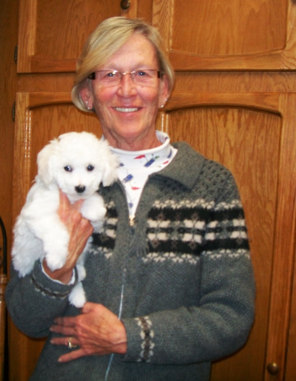 Bichon Puppy in Wilsonville Oregon