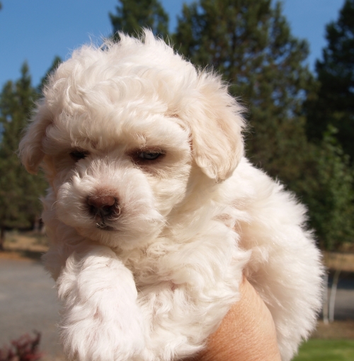Bichon puppy 6 weeks old Bichon puppy 6 weeks old