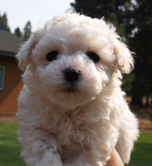 Bichon Frise Breeder in Oregon