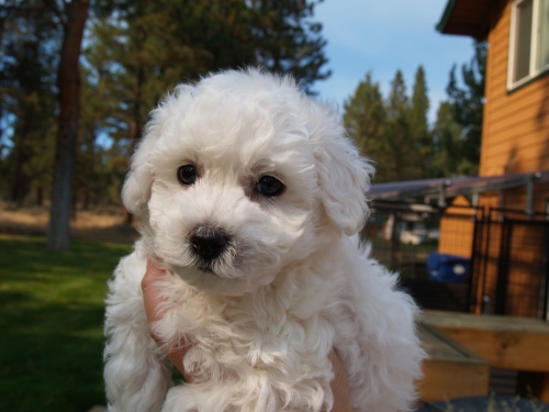 Bichon Baby 7 weeks Bichon Baby 7 weeks