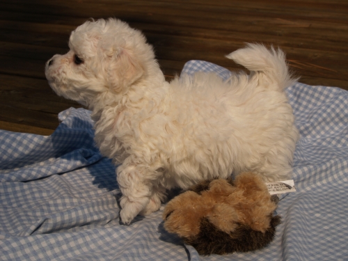 Bichon puppy Bichon puppy