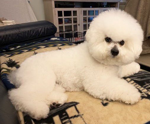 Bichon Frise Puppies In Oregon