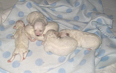 Bichon Babies 2012