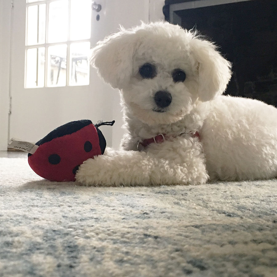 Bichon Frise puppy Oregon