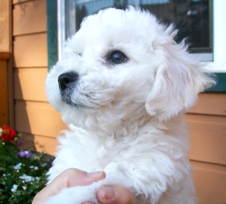 bichon puppy questionnaire