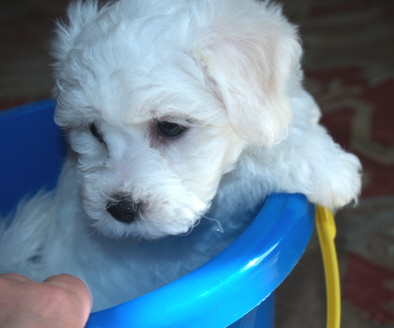 Bichon Frise puppy Oregon