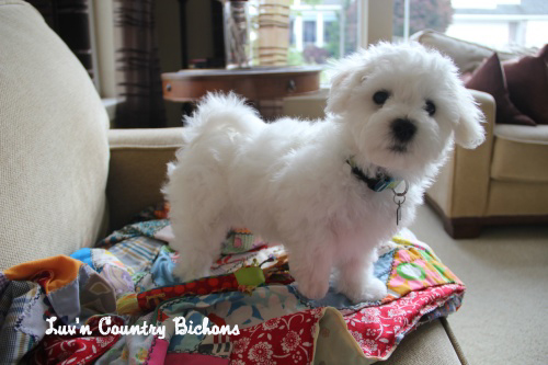 Bichon Frise breeder Oregon