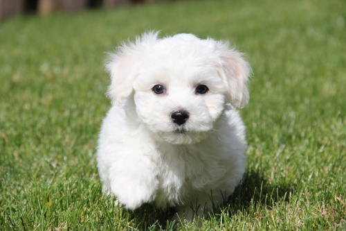 Bichon Frise Breeder Oregon