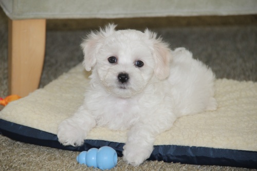 Bichon Frise Oregon