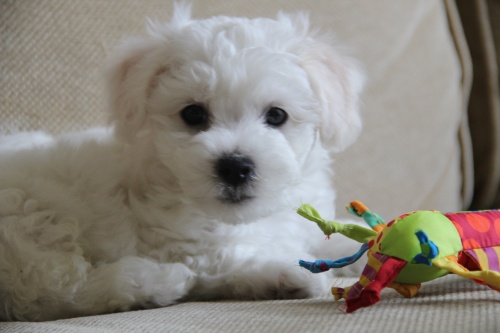 Bichon puppy