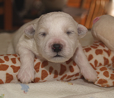 Bichon Frise Puppy Blake