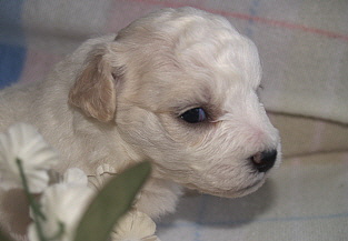 Bichon Frise Male Puppy