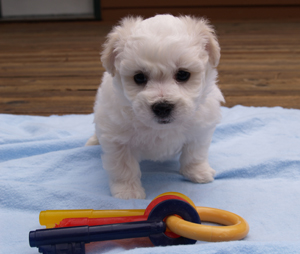 Luv'n Country Bichons Luv'n Country Bichons