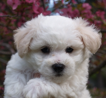 Bichon Frise Blake