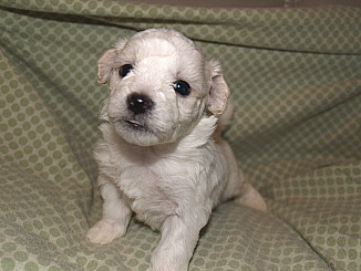 Bichon Frise puppy