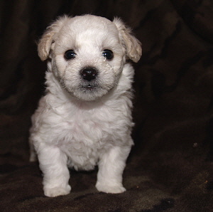 Bichon puppy 5 weeks