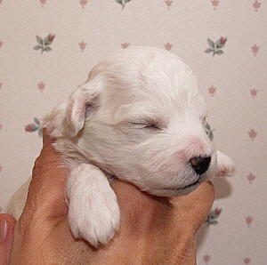 Bichon Breeder Oregon