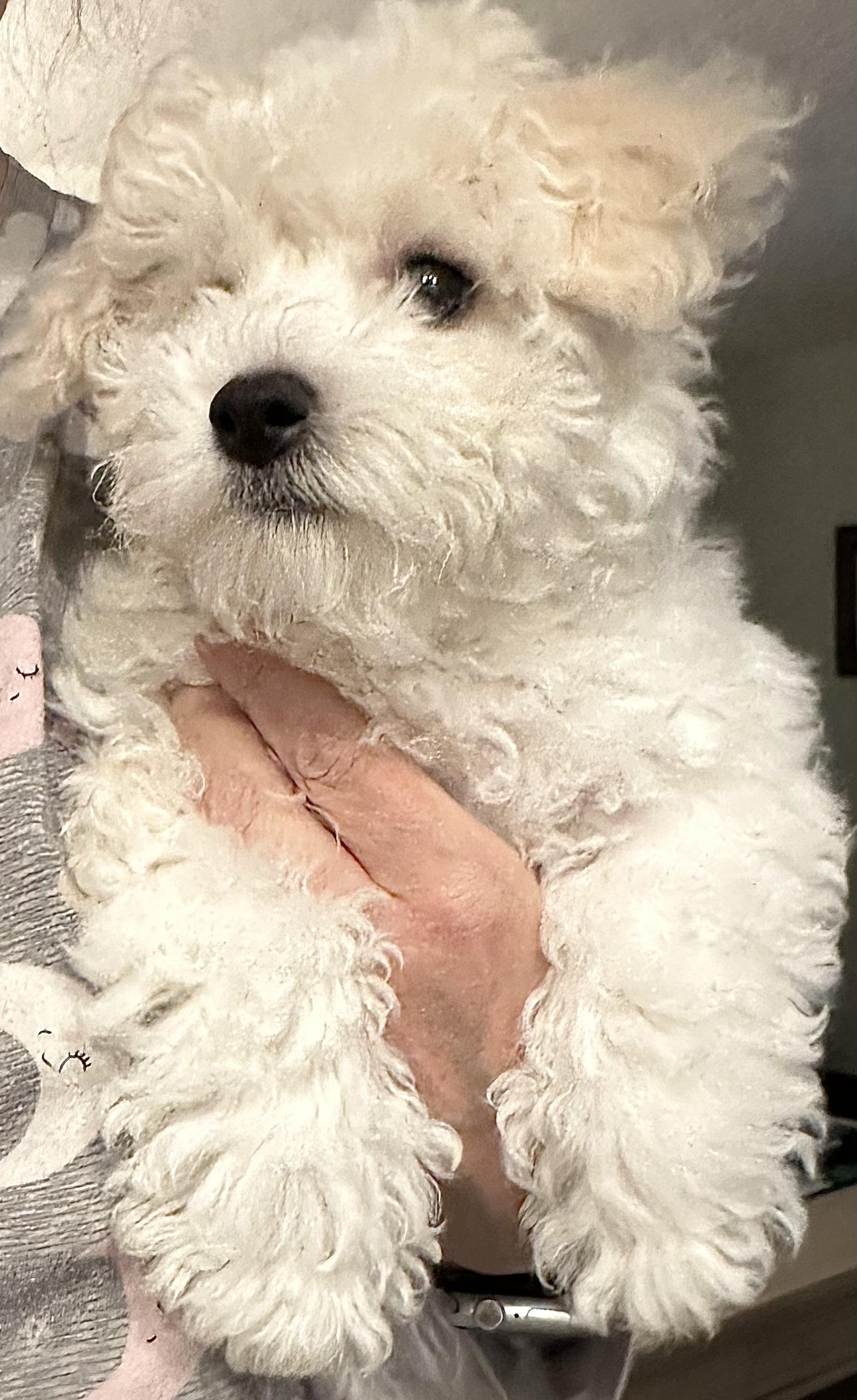 Bichon Frise Puppy Toledo Oregon Bichon Frise Puppy Toledo Oregon