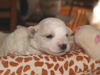 Bichon Frise puppy Charlie Bichon Frise puppy Charlie