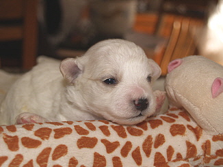 Bichon Frise puppy Charlie