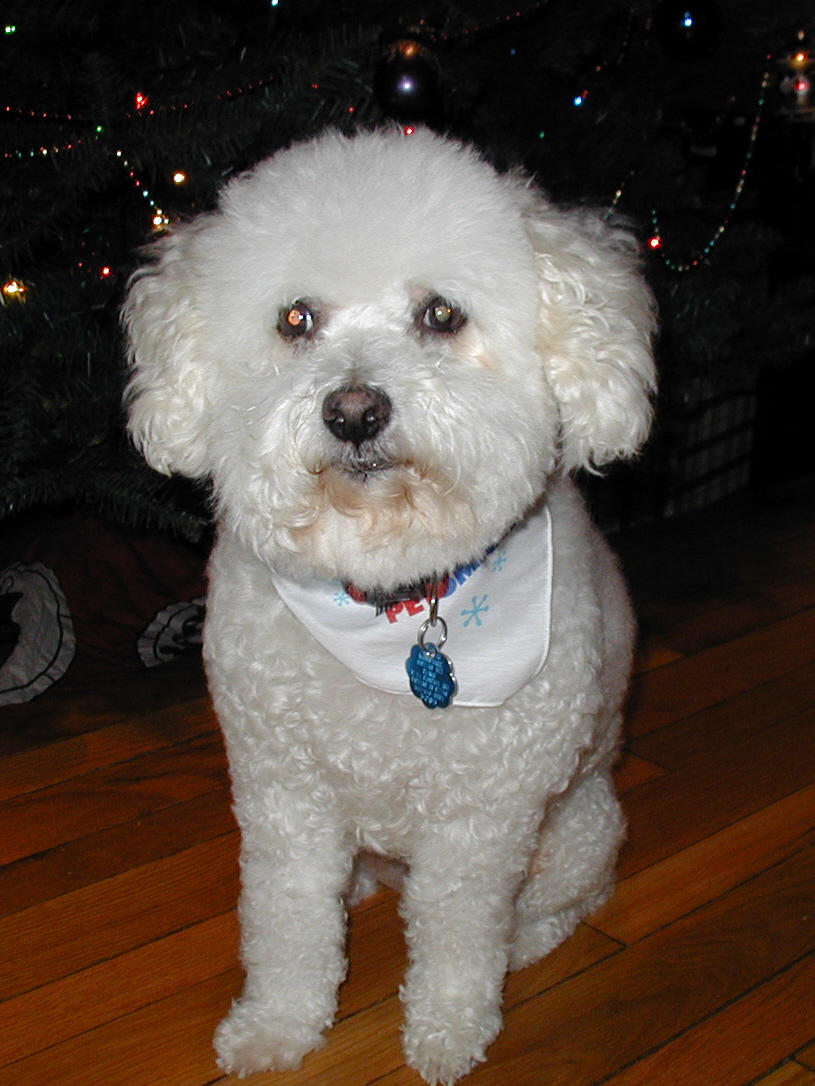 Bichon Frise Charlie