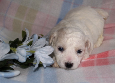 Bichon Frise puppy Oregon