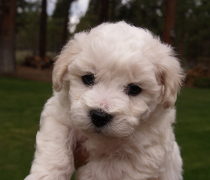 Bichon Frise puppy Oregon