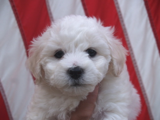 Bichon puppy Oregon Charlie