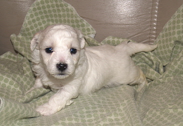 Bichon puppy