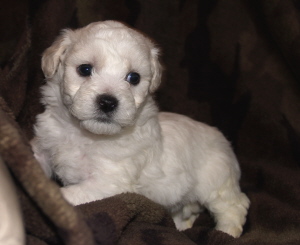 Bichon puppy Oregon