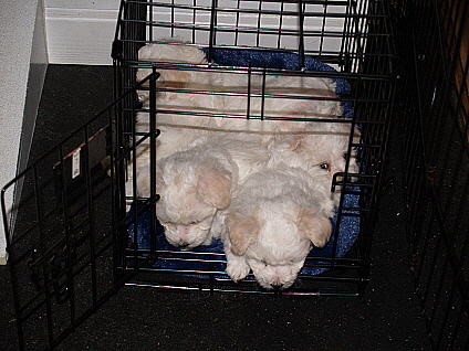 Bichon puppies in the Crate