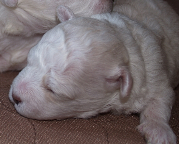 Bichon Frise puppy in Oregon Bichon Frise puppy in Oregon