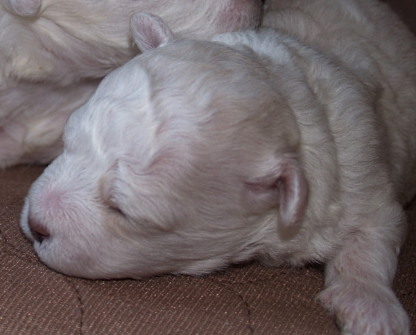 Bichon Frise puppy in Oregon