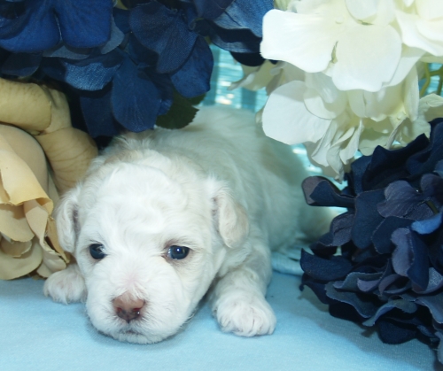 Bichon Frise Breeder in Oregon