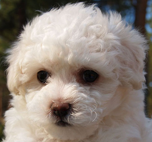 Bichon Frise puppy in Bend Oregon Bichon Frise puppy in Bend Oregon
