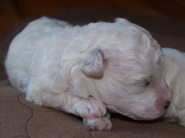 Bichon Frise Puppy in Oregon